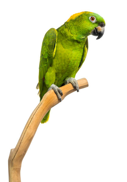 istock Yellow-naped parrot (6 years old) perched on a branch, isolated on white 1068781086
