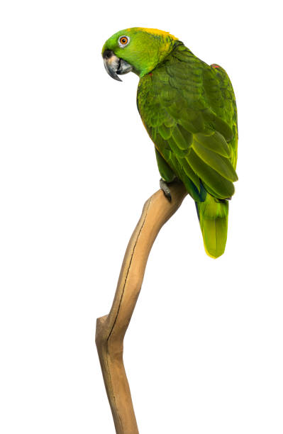 istock Yellow-naped parrot (6 years old) perched on a branch, isolated on white 1068781112