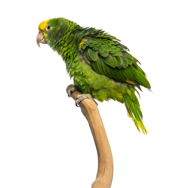 istock Double Yellow-headed Amazon (6 months old) perched on a branch, isolated on white 1068781214