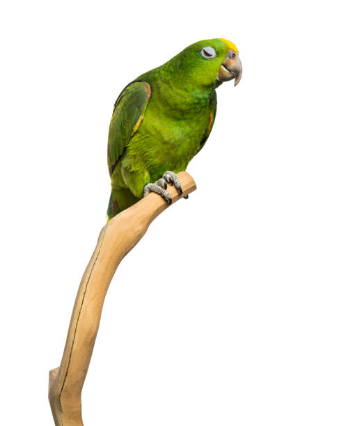istock Panama Yellow-headed Amazon (5 months old) perched on a branch, isolated on white 1068781238