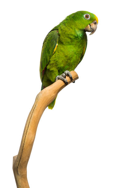 istock Panama Yellow-headed Amazon (5 months old) perched on a branch, isolated on white 1068781248
