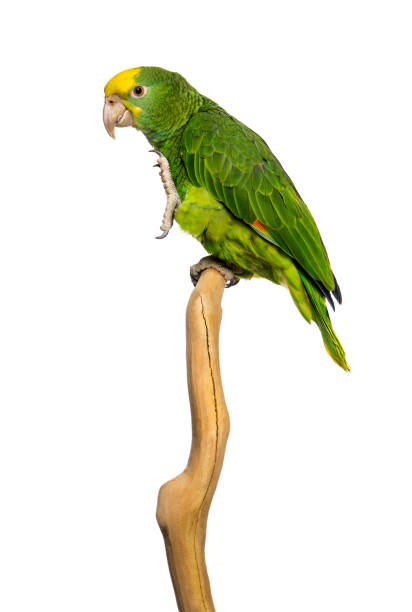 istock Double Yellow-headed Amazon (6 months old) perched on a branch, isolated on white 1068781268