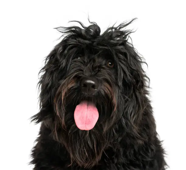 Photo of Close-up of a Portuguese Water Dog
