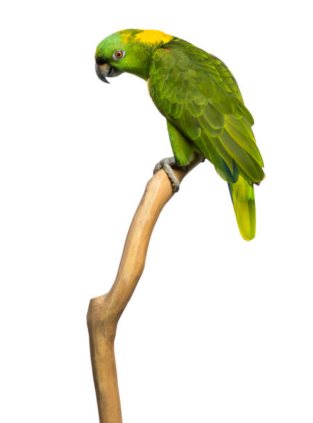 istock Yellow-naped parrot (6 years old) perched on a branch, isolated on white 1068782978