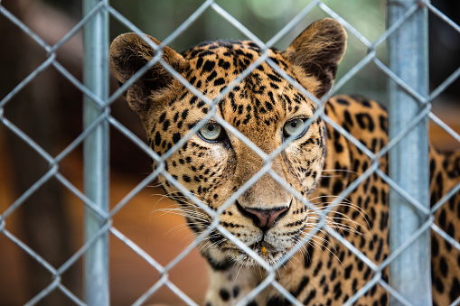 Leopard is in the cage in the zoo.