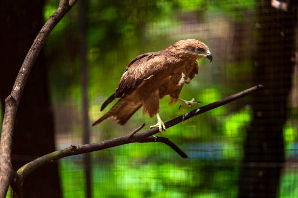 istock Milvus migrans culture in the zoo 1068786068