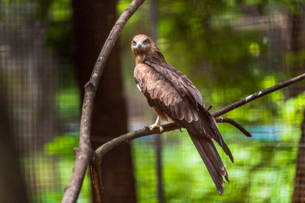 istock Milvus migrans culture in the zoo 1068786074