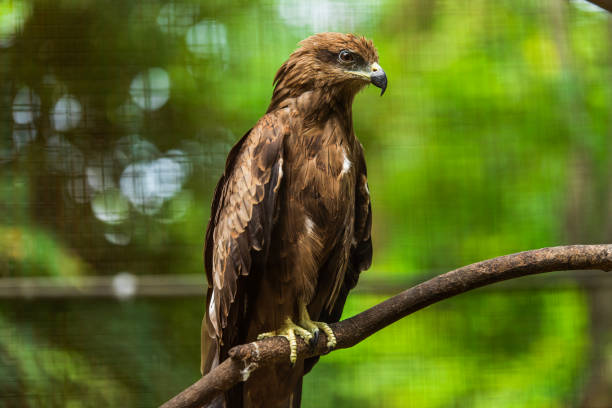 istock Milvus migrans culture in the zoo 1068786098