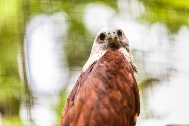 istock Haliastur indus cultured in a zoo 1068786114