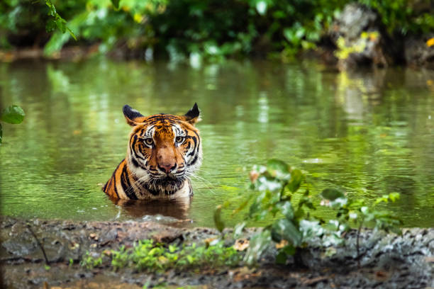 istock Asian tiger in tropical forest 1068786476