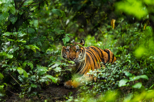 istock Asian tiger in tropical forest 1068786488