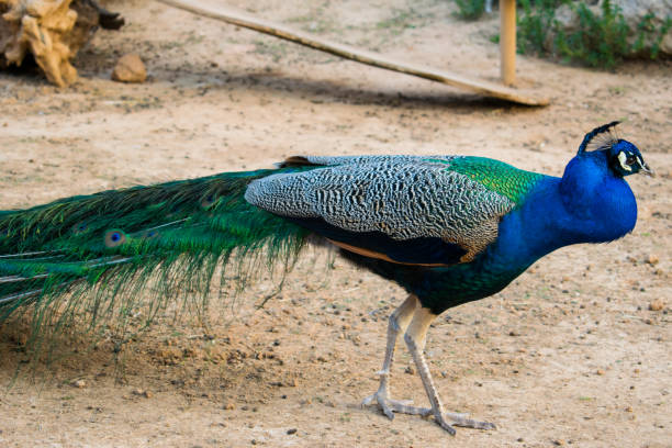 istock Male peacock in natural environment 1068786570
