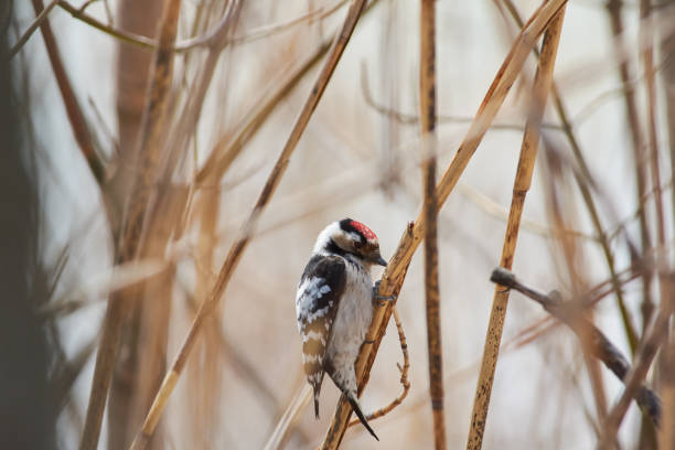 Lesser spotted woodpecker (Dryobates minor) hunts insects in the reed thickets.
