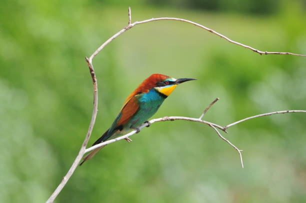 istock Small colorful dragon (European bee-eater) sits a thin dry branch. 1068788686