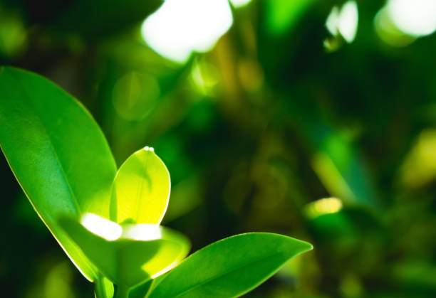 istock growing leaf in nature background and sunlight shining 1068788728