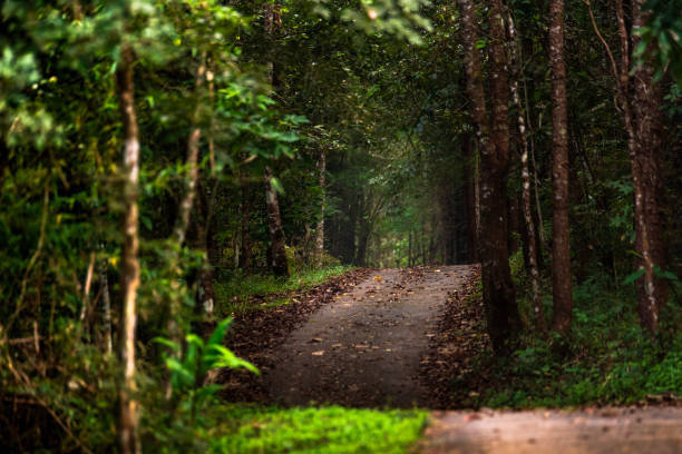 istock Nature trail study of rainforest in Thailand 1068791090