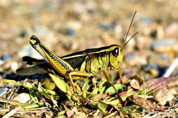 istock Yesssss Young Grass-hopperrrr 1068793994
