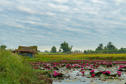Beautiful early morning landscape of a typical remote countryside of Thailand with a hut, a lotus pond, rice field, sugarcane plantation and some trees