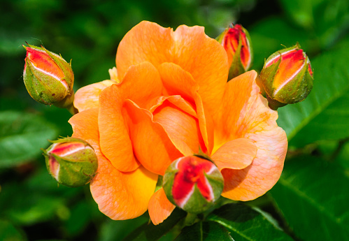 A peach colored rose is surrounded by five unopened buds in a Cape Cod garden.