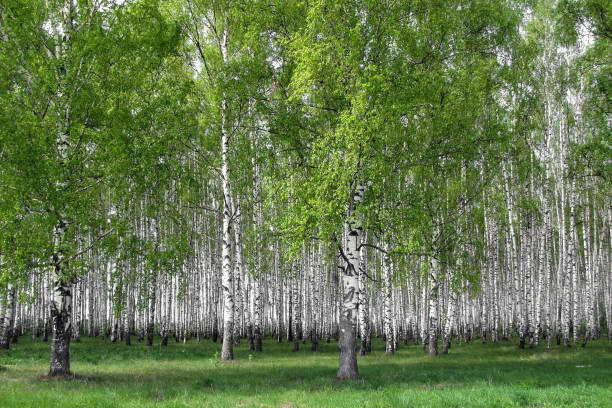 istock Beautiful birch grove in early spring 1068802502