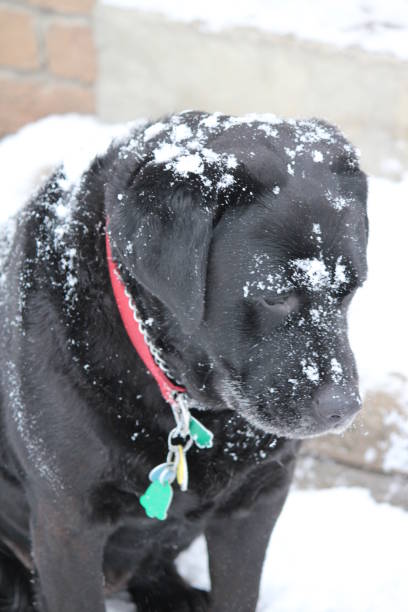 istock The First Snowfall of the Season 1068805436