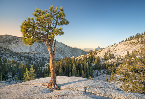 Lone Pine Tree with the sun rising over the famous Half Dome in back, Yosemite National Park, California, USA. Nikon D850. Converted from RAW.