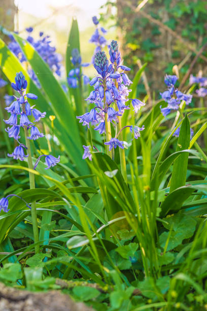 istock Beautiful wild hyacinths 1068807556