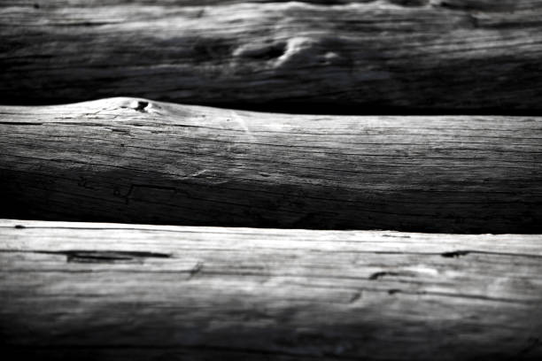 Industrial Cut Woods Trunk in Green Nature