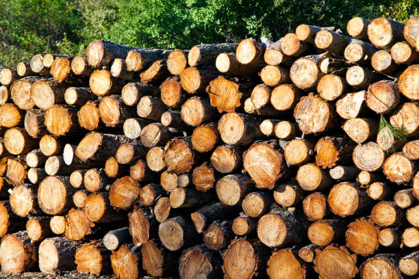 istock Cut Woods Trunk in Nature 1068809906