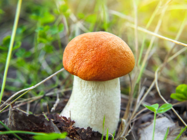 istock A small beautiful Orange Birch Bolete (Leccinum versipelle) mushroom in forest 1068810378