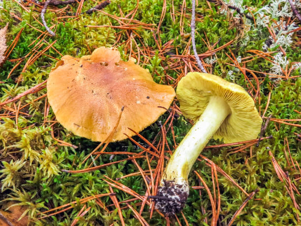 tricholoma equestre o tricholoma flavovirens, noto anche come uomo a cavallo o cavaliere giallo - moss fungus macro toadstool foto e immagini stock