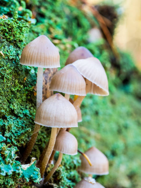 istock Inkcap mushroom in woodland forest 1068811840
