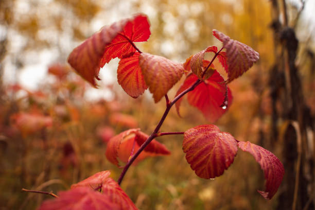 The last of the maple leaves have fallen from the rain.