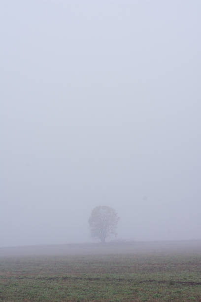 istock A lonely tree in a thick fog 1068812264