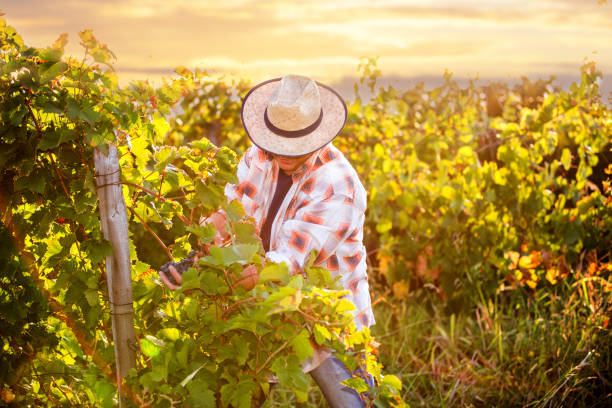 istock Man in Vineyard Harvesting Grapes 1068812430