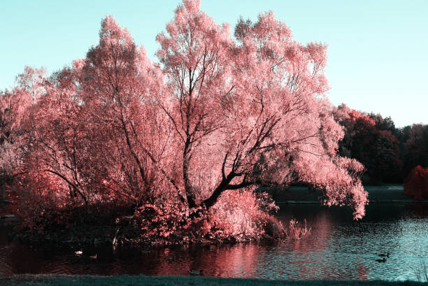 istock big tree over the water with pink foliage 1068814396