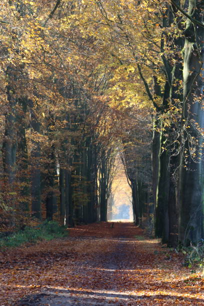 istock Beech lane in the netherlands 1068815024