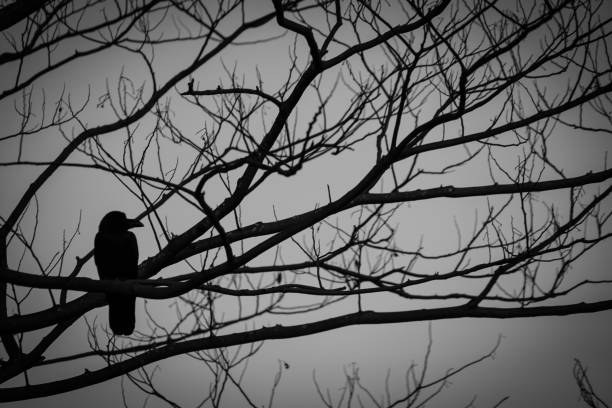 World of crow and monotone