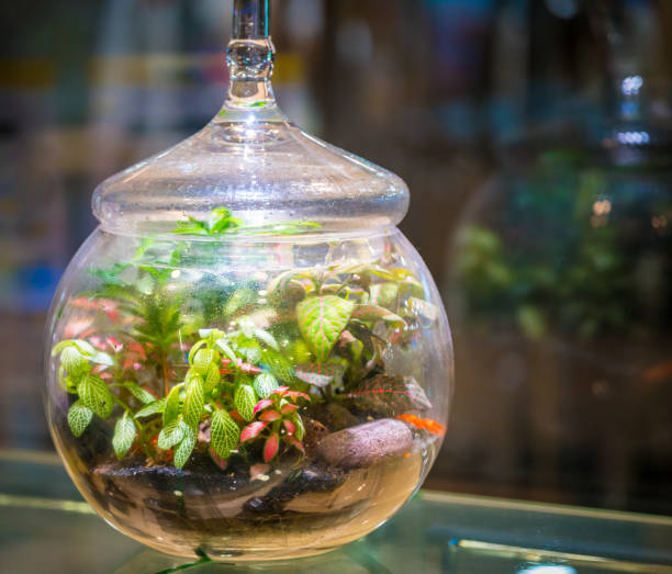 Terrarium jar in an office stock photo