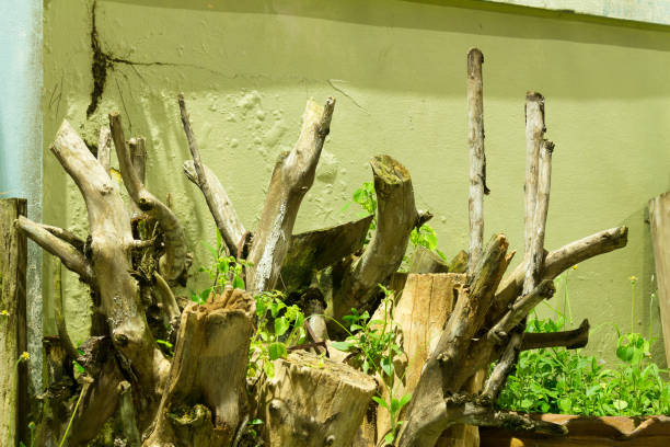 istock dead wood with leaves. old wall background 1068821800