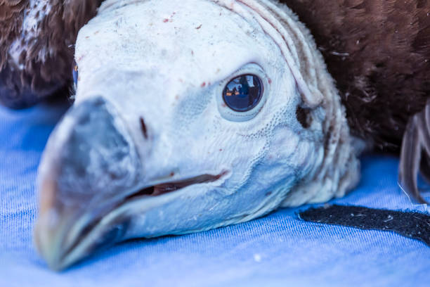 istock Ohrengeier, Tierportrait 1068821876