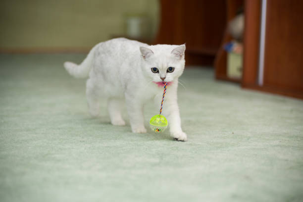 Beautiful young cat, breed Scottish chinchilla straight