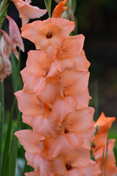 istock Pink gladioli flowers 1068825228