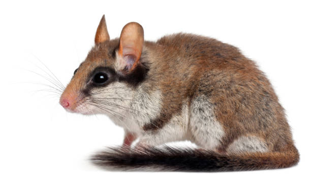 "n - haselmaus stock-fotos und bilder