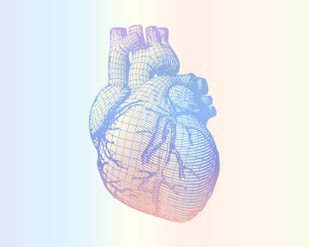 human heart wireframe on soft colorful gradient BG Human heart vector wireframe engraving drawing in retro style isolated on multi color ramp background wire frame model illustrations stock illustrations