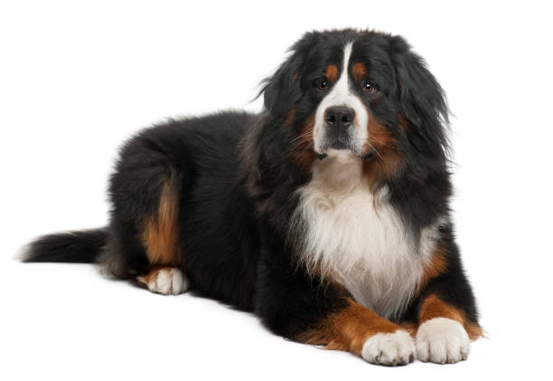 "n Bernese Mountain Dog, 3 years old, lying in front of white background bernese mountain dog photos stock pictures, royalty-free photos & images