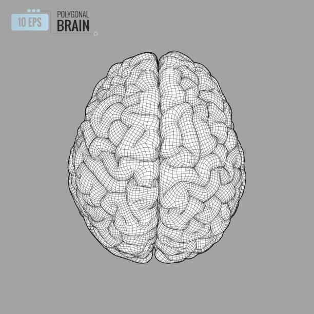 Wireframe brain illustration in top view on gray BG Monochrome digital 3D wireframe brain illustration in top view isolated on gray background lobe illustrations stock illustrations