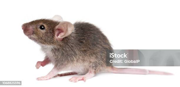 N Stock Photo - Download Image Now - Mouse - Animal, Animal, Animal Themes