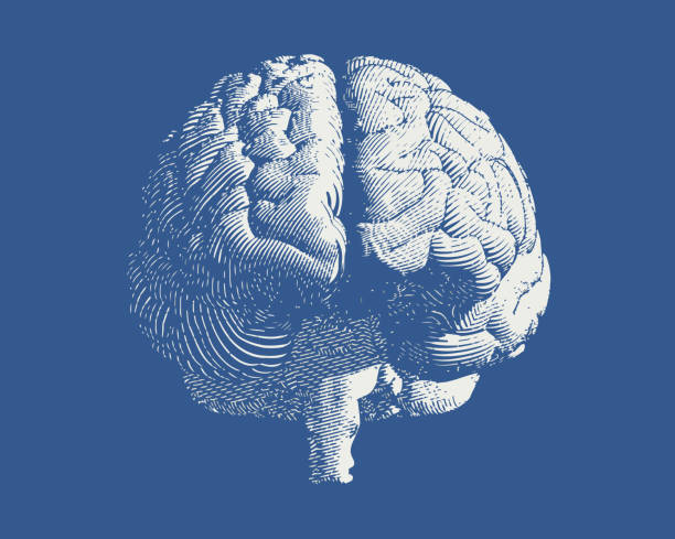 Frontal engraving brain illustration on blue BG White brain engraving drawing front view isolated on blue background cortex stock illustrations