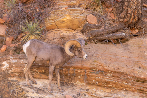 istock Desert Bighorn Sheep Ram 1068826148